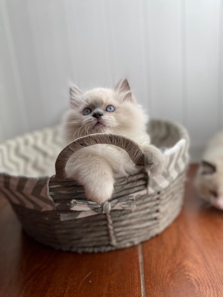 Vi Dool - Ragdoll Cattery - Premium Ragdoll Cats & Kittens